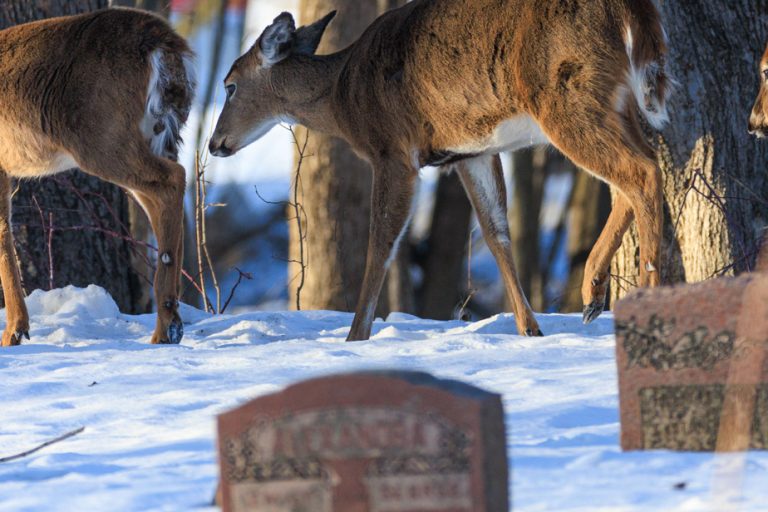 Deer in East Montreal |  Slaughter is “not a decision we take lightly,” says Montreal