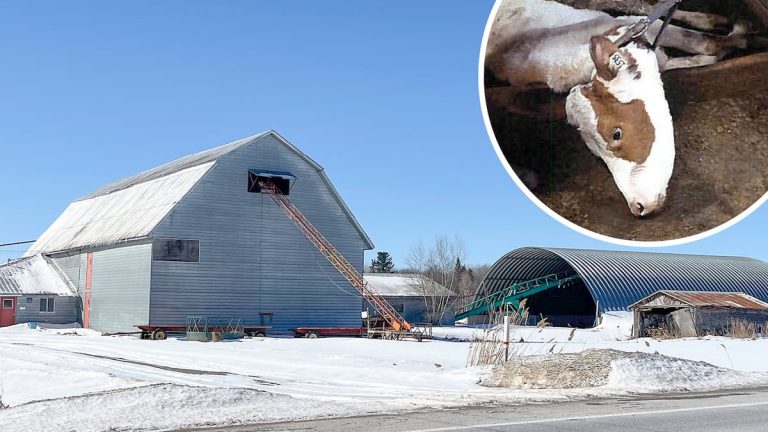 [EN IMAGES] $35,000 fine for a farmer who let his herd of cows die in Villeroy, in Center-du-Québec