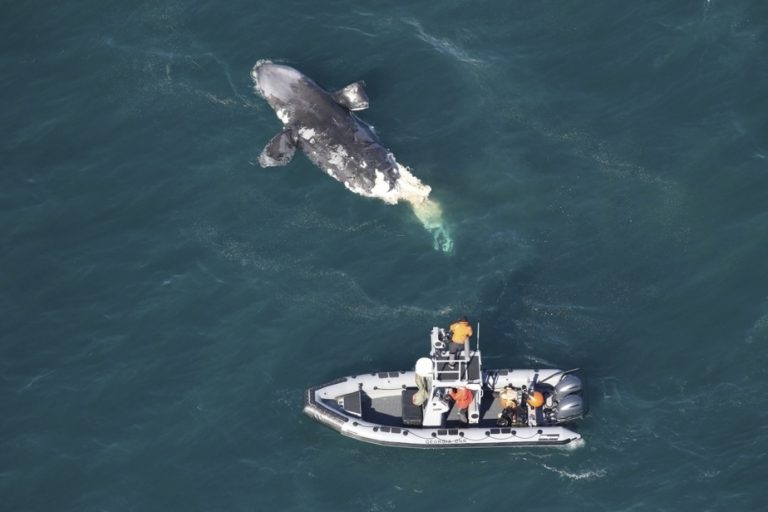 East Coast of the United States |  Second right whale found dead was hit by boat