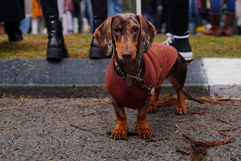 English study |  In dogs, it is better to be small with a long snout than large with a flat face.