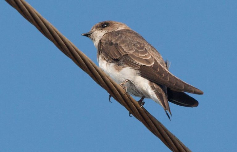 Fined $60,000 for destroying bank swallow nests