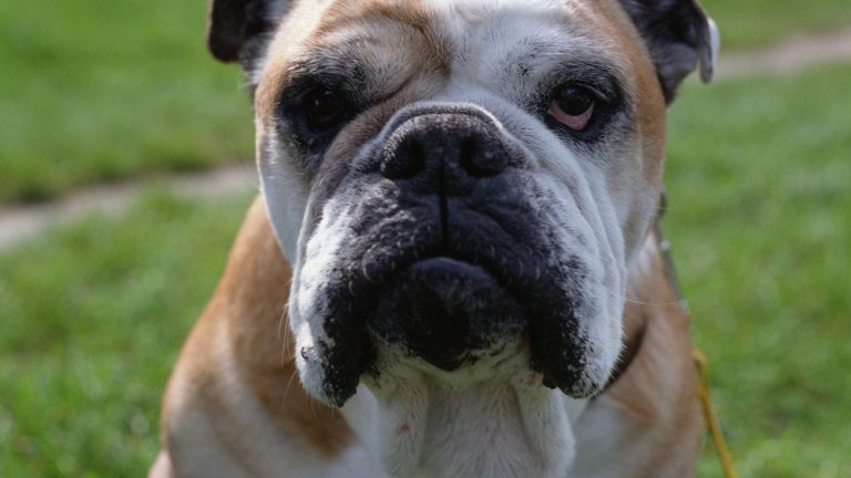 Flat-faced dogs live shorter lives than others, study finds