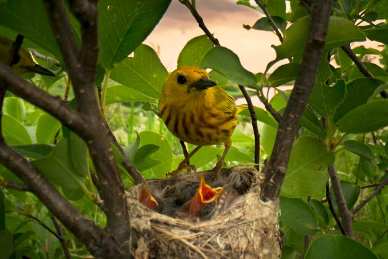 Flights on the water |  Track migratory birds