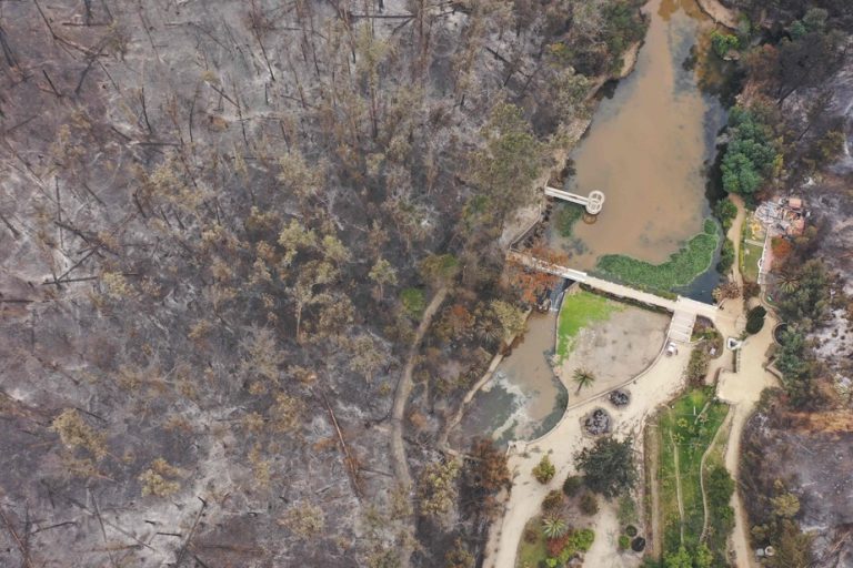 Forest fires |  Chile’s largest botanical garden is reduced to ashes