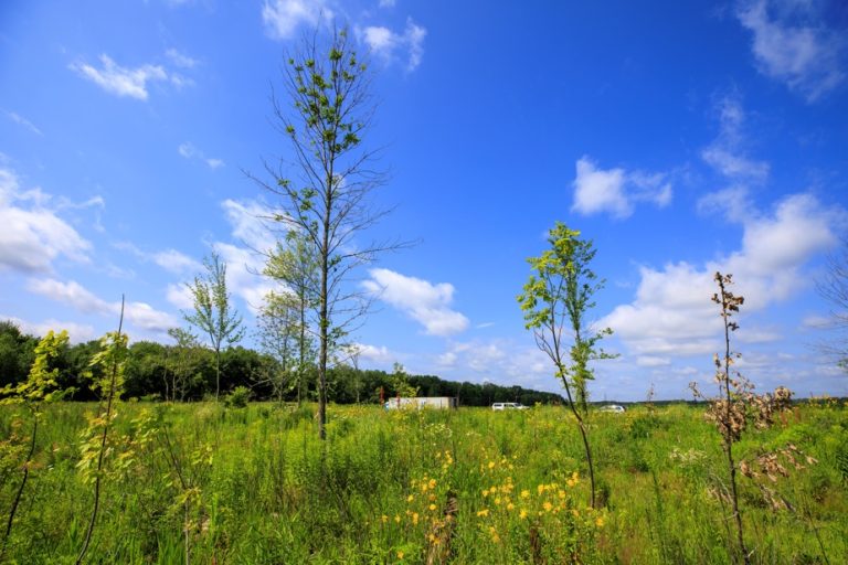 Study |  Planting trees in the wrong places can make global warming worse