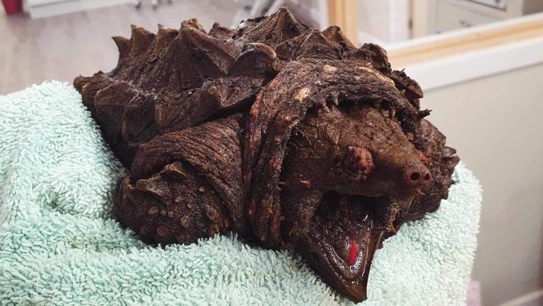 IN PICTURE |  Dangerous alligator turtle rescued by vets in England