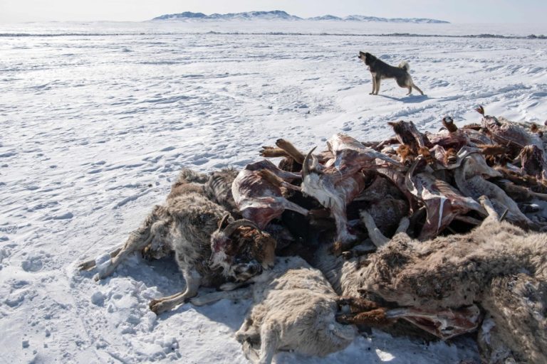 In Mongolia, an extreme winter decimates the livestock of nomads