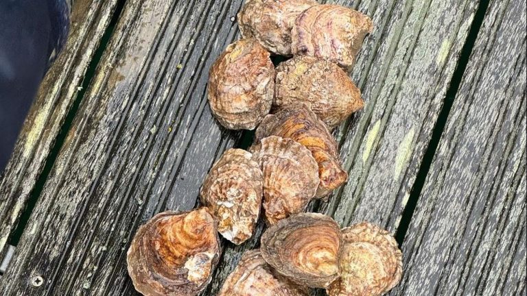 Ireland attempts to use oysters to clean water