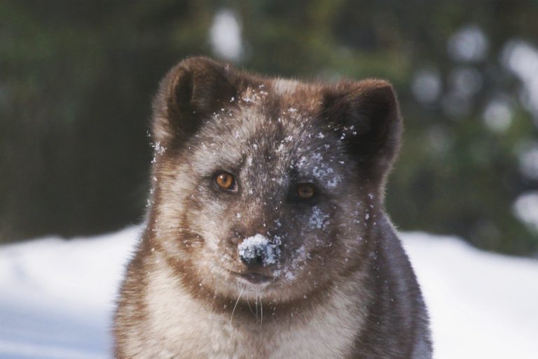 Kina & Yuk: foxes of the ice floe |  The beauty of the Far North and its inhabitants