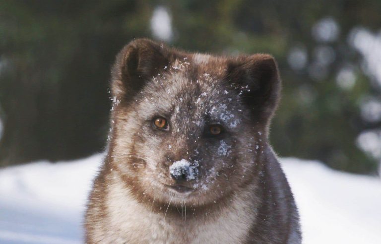 “Kina & Yuk”, or the adventures of a couple of foxes separated by the melting ice