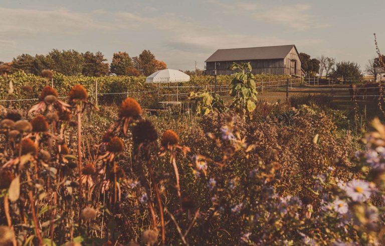 Launching a vineyard together