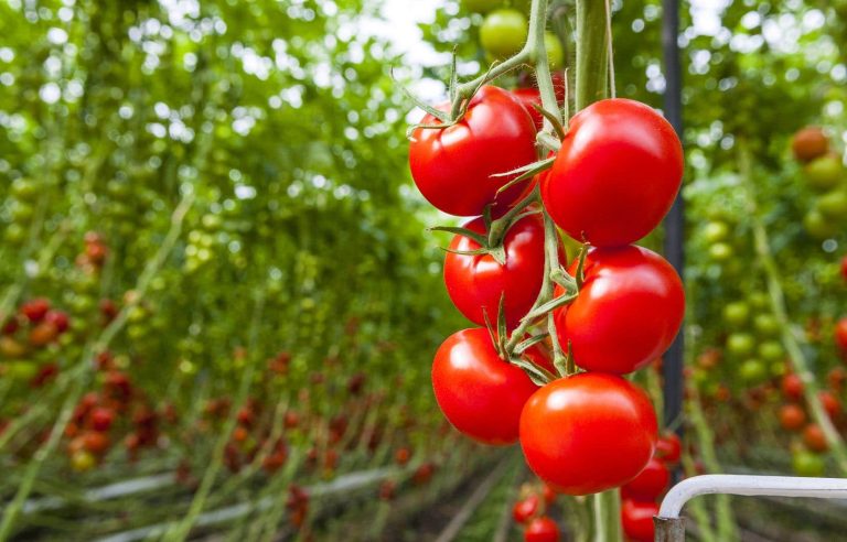 Microbiology at the service of agriculture