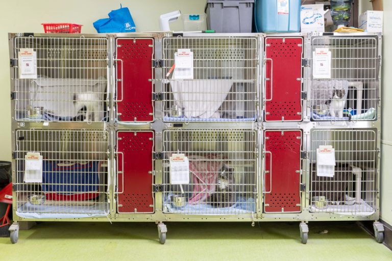 Montreal SPCA |  An emergency kit to rescue pets