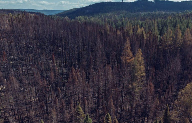 Ottawa says no to Quebec which wanted part of the 2 billion trees