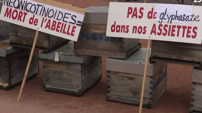 Pause of the Écophyto plan: beekeepers are mobilizing