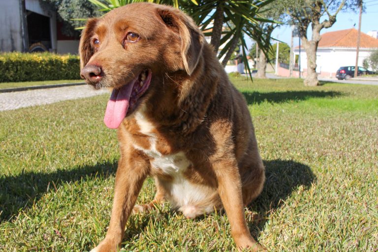 Portugal |  Bobi loses title of oldest dog