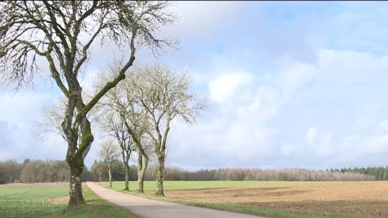 Road safety: in Haute-Marne, 4,000 trees threatened with felling to protect drivers