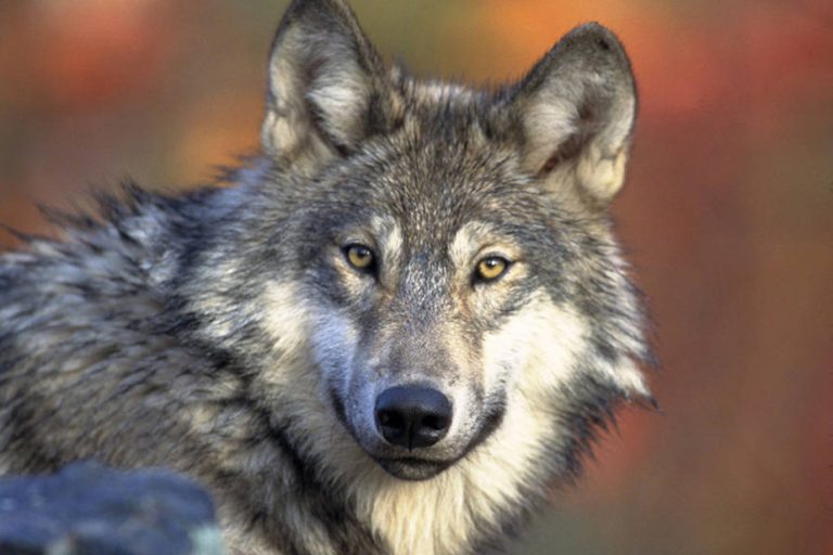 Rules for shooting wolves relaxed in France