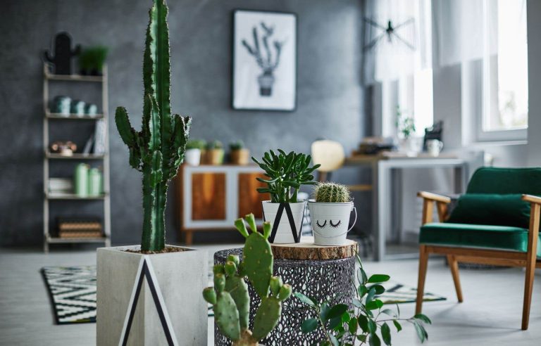 The cactus, for a touch of exoticism