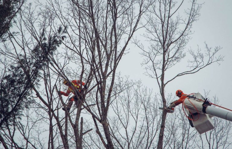 The maintenance of power lines in the eyes of Valérian Mazataud