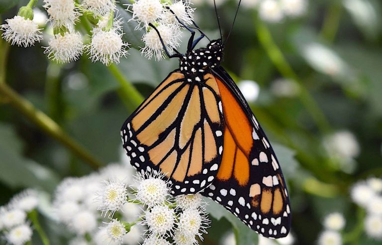 The monarch butterfly is on the edge of the precipice