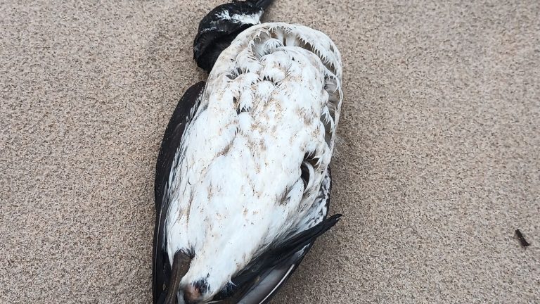 What we know about the mysterious slaughter of seabirds on the Atlantic coast