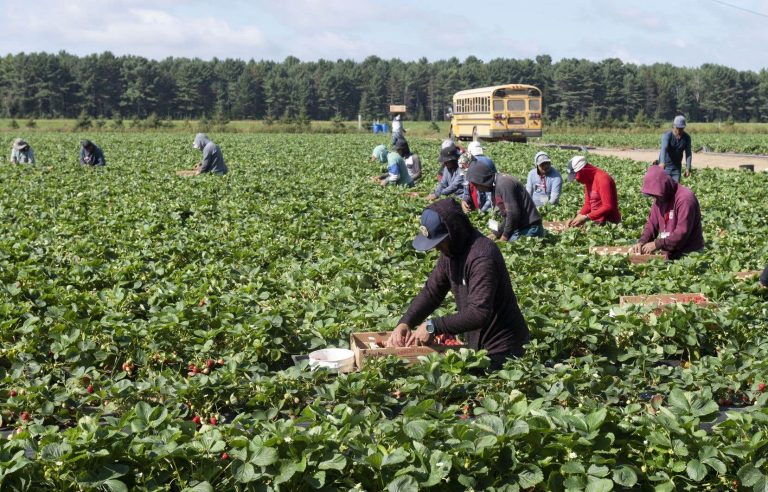 Why do some temporary foreign workers leave Quebec farms?