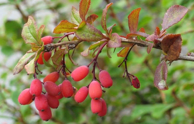 Would berberine be a natural Ozempic for weight loss?