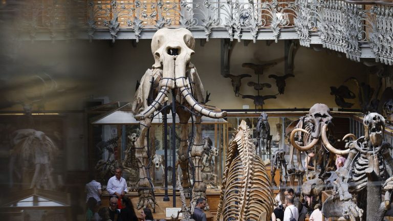 a 40,000-year-old mammoth skull put up for auction in Évreux