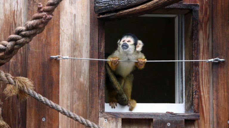 a fifth monkey kidnapped from a Var zoo found, two suspects arrested