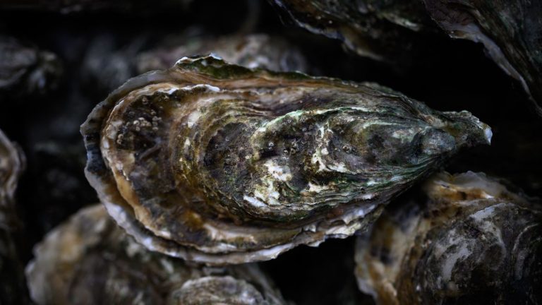 a filter dam operation on the A660 to “save Arcachon oyster farming”