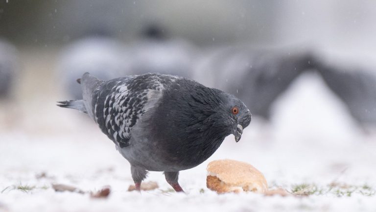 a pigeon, suspected spy, released after spending eight months in detention