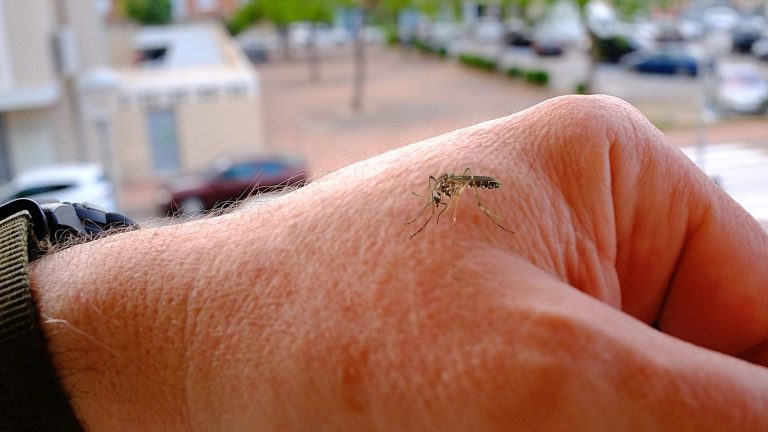 a start-up proposes to disseminate sterile mosquitoes by drones to fight against dengue fever