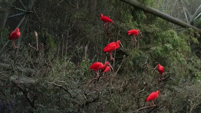 behind the scenes of the Bird Park during the winter