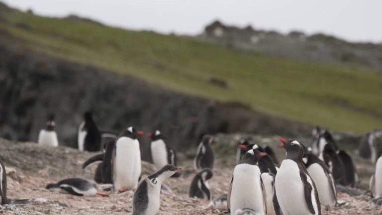 discovering Livingston Island with explorer Jean-Louis Étienne