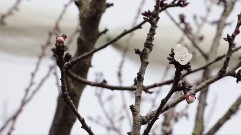 early spring worries arborists