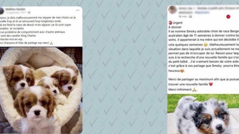 fake pet adoption ads circulating on social media