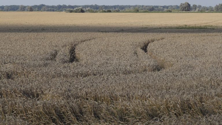 farmers dump Ukrainian grain at the border, prosecutor’s office opens investigation