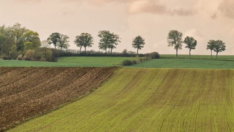 how the incentive to rehabilitate hedges divides the rural world