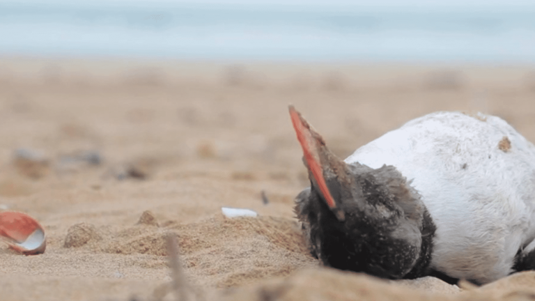 hundreds of seabirds stranded on beaches