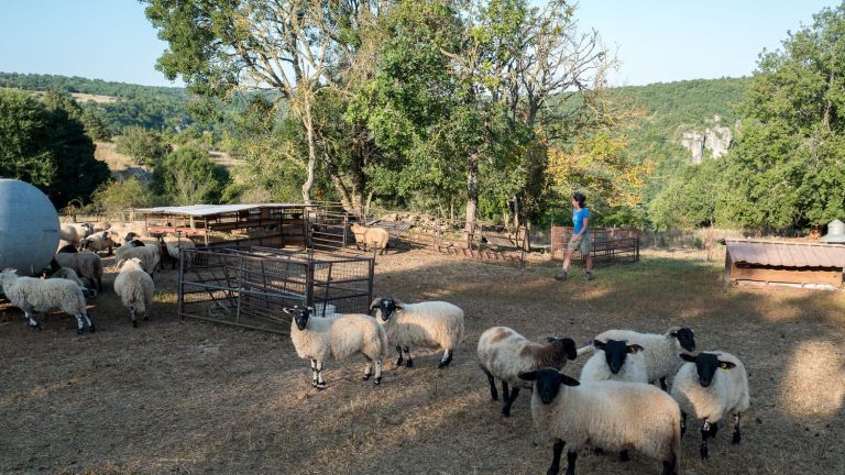 in Aveyron, sheep breeders defend the AOP system for the production of Roquefort