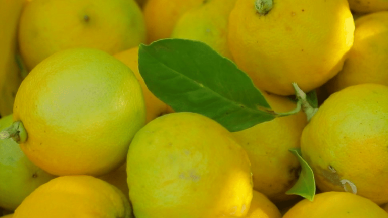 in Calabria, the captivating scent of bergamot