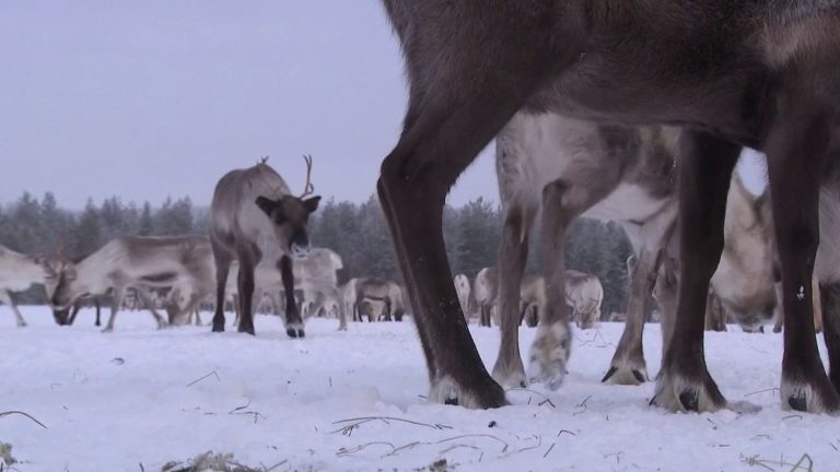 in Finland, reindeer are allies for the climate