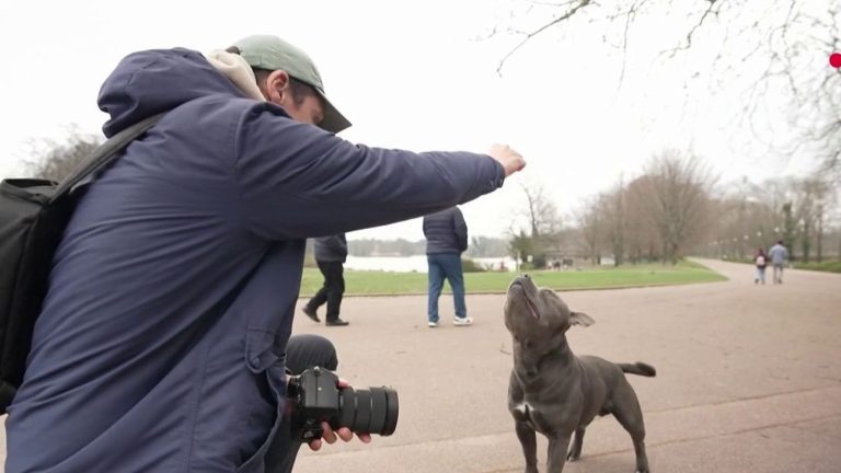 in Lyon, when dogs become the stars of social networks