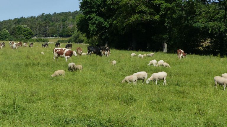 in the Vosges, INRAE ​​is developing new breeding techniques that are more respectful of the environment