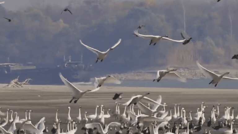 migratory birds are back in China