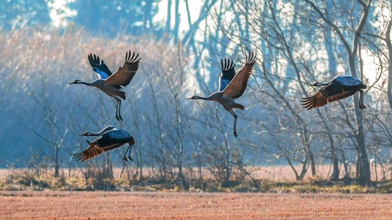 migratory birds return earlier at the end of winter in northern Europe