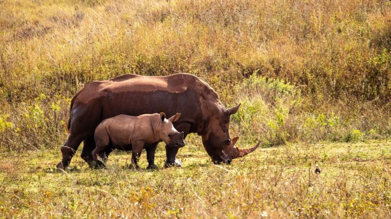 nearly 500 rhinos were victims of poaching in 2023, a figure on the rise