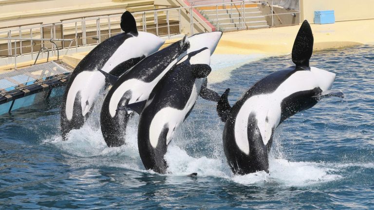 orca’s death at Marineland in October was due to sepsis