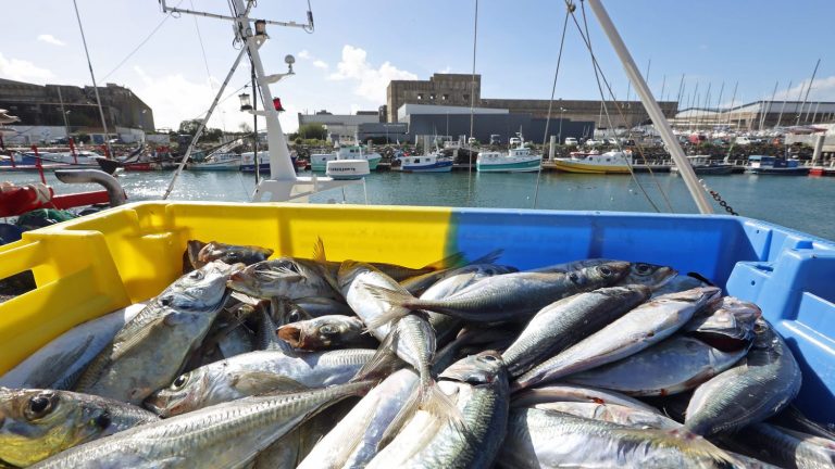 overfishing remains a practice that is still too developed in France, according to Ifremer